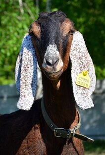 Интересные факты о козах и все, что связано с ними❤️🐐❤️