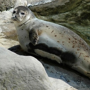 Тюлень: морской хищник с характером и интеллектом