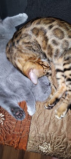 Британец и Бенгал.