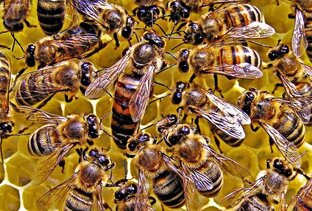 ПЧЕЛЫ И МЕД