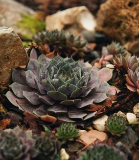 Уличные суккуленты