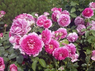 Цветение роз