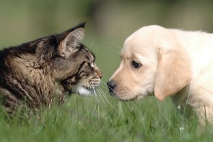 Про животных