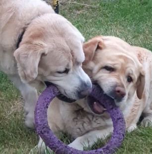 Наши любимые собаки