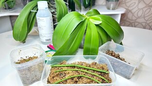 Как получить детку орхидеи