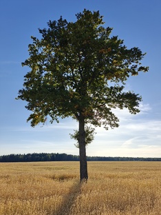 Сентябрь 2025