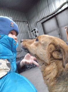 Сторожевые собаки