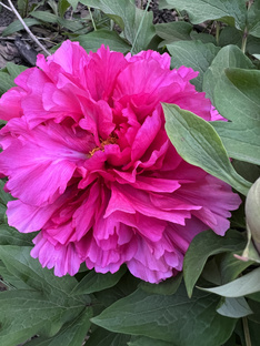 Энергия цветов