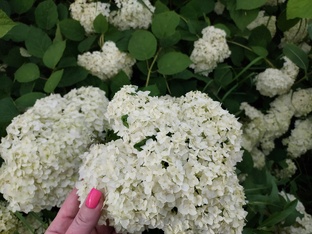 Гортензии в моем саду🌱