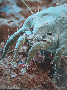 Эктопаразиты