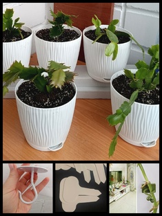 Полезные мелочи для растений