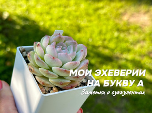 Суккулентая энциклопедия