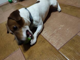 Про живность