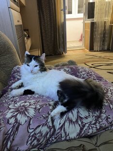 Алиса - бесподобная киса 🐈🤍