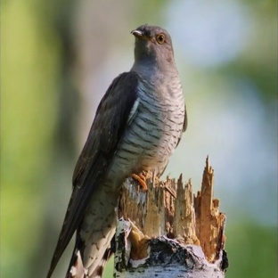 Кукушка: птица-обманщица, которая знает больше, чем кажется