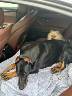 Дружба Шпица и Добермана