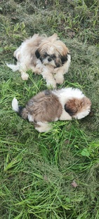 Малыши и насекомыши