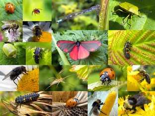 Насекомые