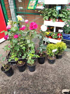 Садовые магазины