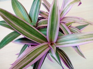 Традесканции и Ко