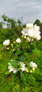  Для начинающих садоводов