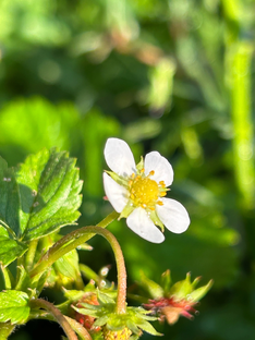 Еда после удаления желчного пузыря