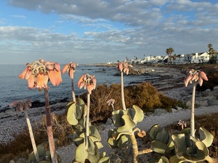 Южноафриканский дневник