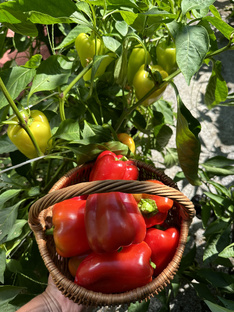 Сортовые Перцы 