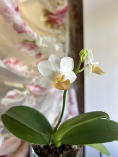 Уход за орхидеями 🌸