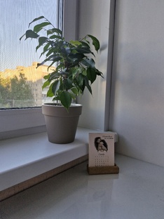 Фикус Бенджамина 