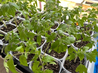 Посевная 2025г.