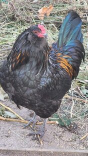 Курочки и уточки! Цыплята и утята!