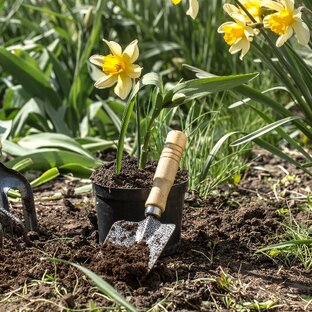 Рассада и дача