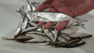 Вот такую одно удовольствие по таскать!