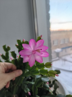 Комнатные растения 