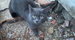 Басик