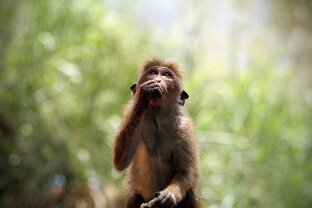 Гоа, Шри-Ланка