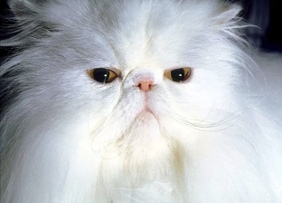 Белые коты