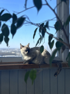 Здесь все о котах