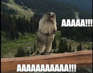 ХС ДАЙДЖЕСТ 