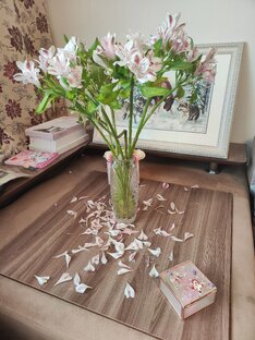 Комнатные цветы