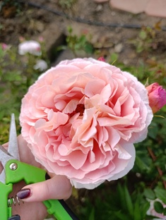 розы,мои сорта 