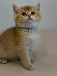 Британские котята