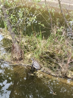 Черепахи в городе!