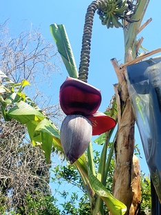 Зелёные наблюдения