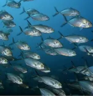 РЕЦЕПТЫ ИЗ РЫБЫ 