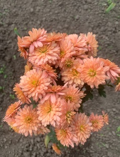 Цветочные посиделки 🌹🥀🏵️🌺🌼🌷🌸