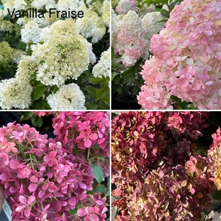 Обзоры сортов