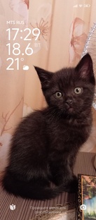 Котенок Кузя, британец без родословной