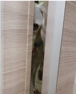 О салюки с юмором